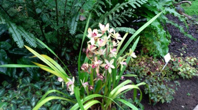 Botanická zahrada