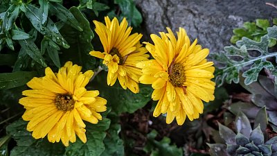 Gerbera na skalce