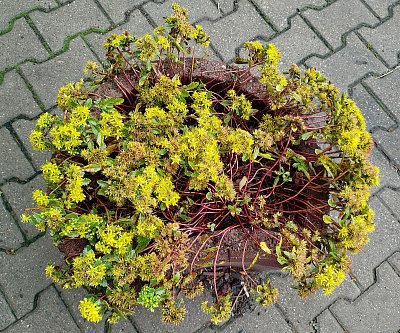 Před domem