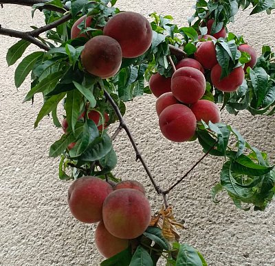 Letos byla krásná úroda