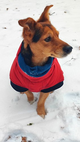 Rocky v zimě