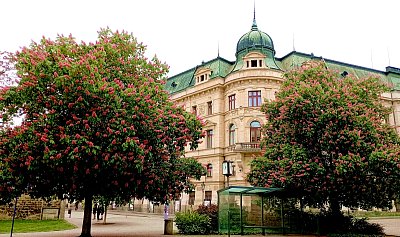 Dva statné jírovce u stanice MHD. *