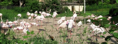 V ZOO