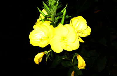 Pupalka
