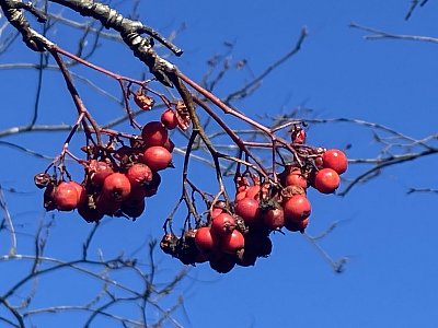 Jeřabiny * (6)