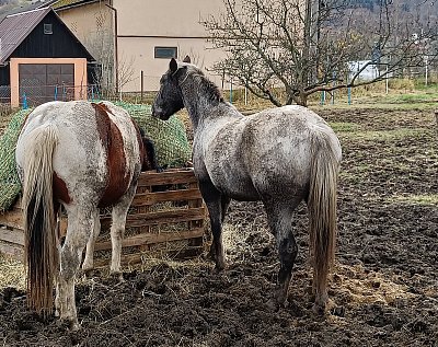 Střídáme se