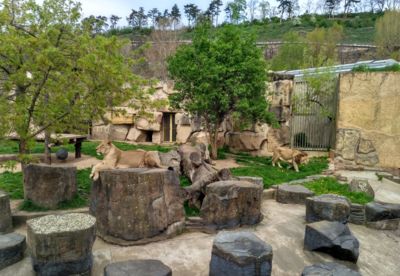 Iaro v zoo