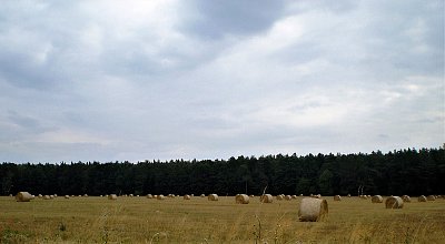 Balíky sena na poli