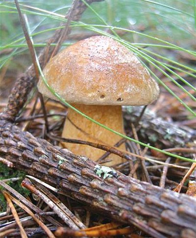 Hřib strakoš