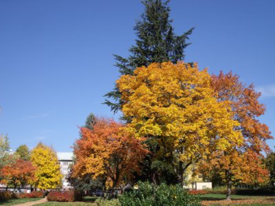 Vybarvený podzim