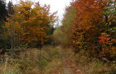 Lesní cesta
