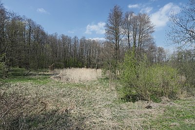 Mokřad