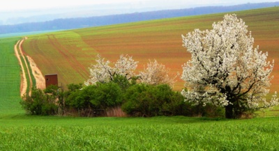 Jarní