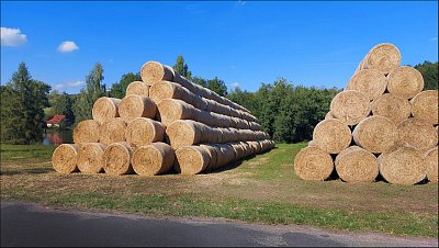 Pyramidy počesku