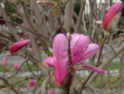 Magnolie II