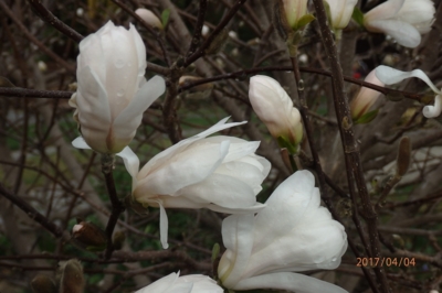 Magnolie Steláta