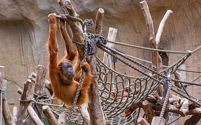 Orangutan