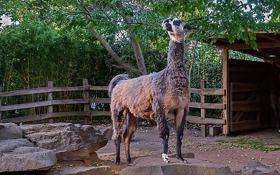 Lama*