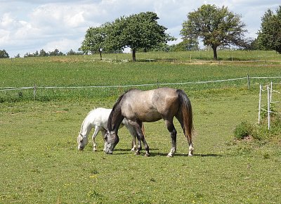 Paseme se pěkně spolu - kobylka s hříbětem