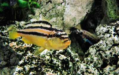 Náš auratus