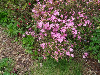 Nízký rododendron...