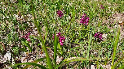 ORCHIDEJE
