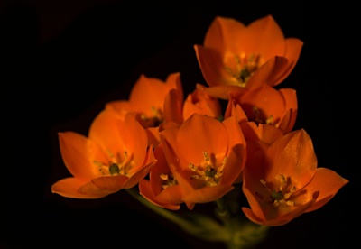 Oranžové ...