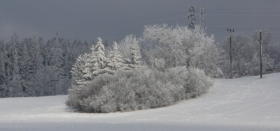 Osluněný remízek