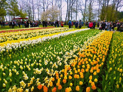 Park Keukenhof v Nizozemsku *