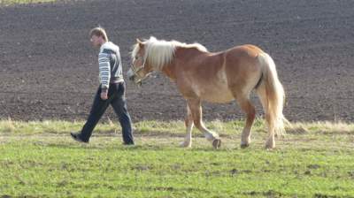 Venčení koně