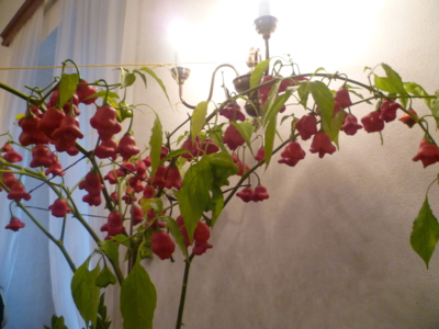 Také paprika...