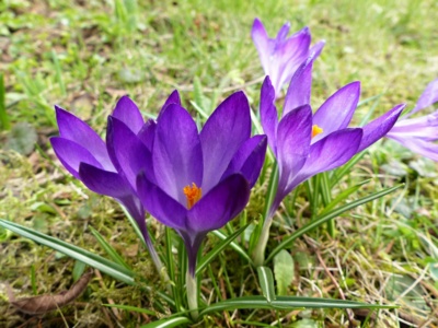 Krokusy