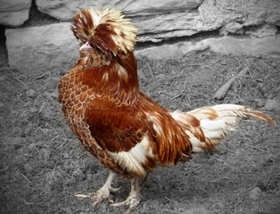 Jsem maličký, ale fešák......
