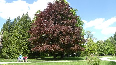 Zámecký park v Třebomi