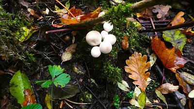 Cesta lesem