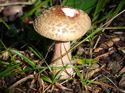 Muchomůrka "Růžovka"