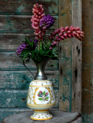 Lupinus