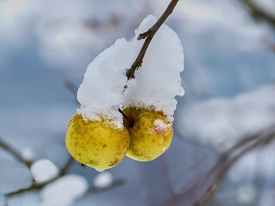 Zapomenutá úroda