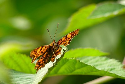 Stašidýlko....perleťovec velký (Argynnis aglaja)