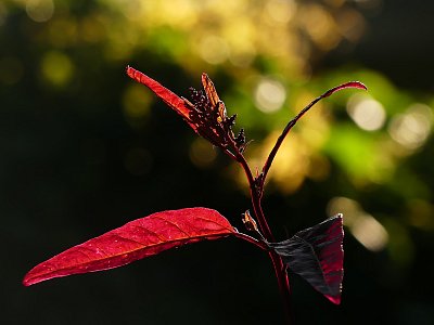 Lebeda zahradní (Atriplex hortensis)