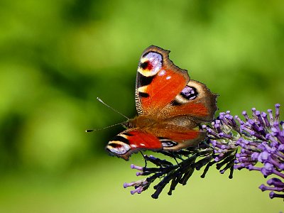 Babočka paví oko (Inachis io (Linnaeus)