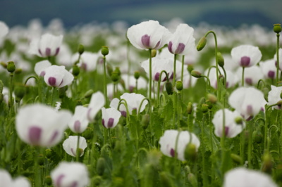 Opium