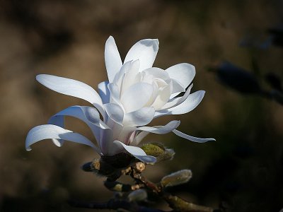 Magnolie...