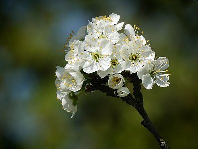 Třešinková.....