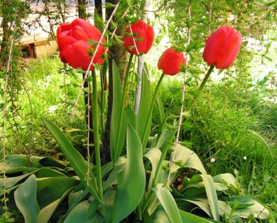 Zapomenuté cibulky tulipánů.