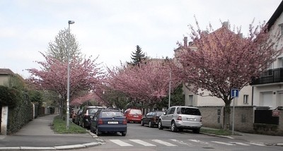 Kvetou sakury