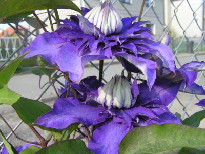 Klematis