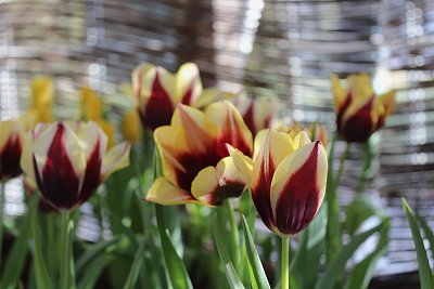 Tulipány