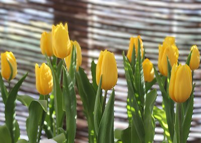Žluté tulipány