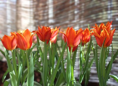 Červené tulipány